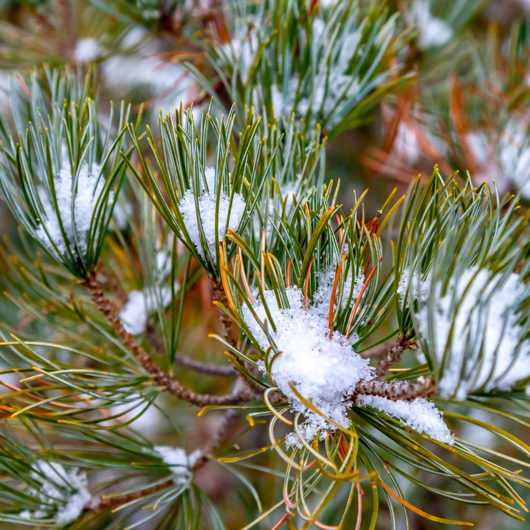 White pine with snow.